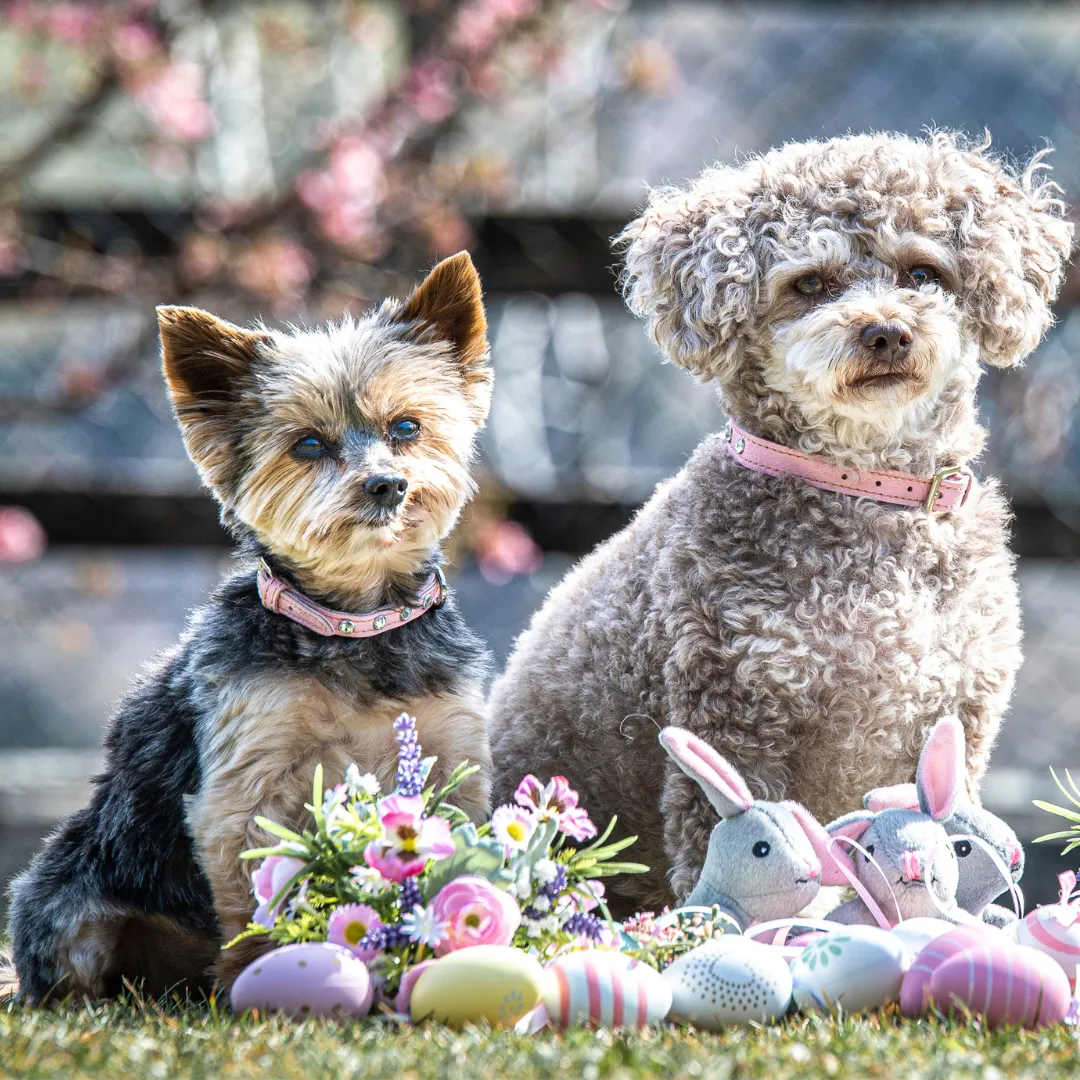 Hundehalsband Leder Silber Edition mit Strasssteinen Rosa